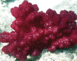 ‘Pompom’ corals create a colorful ocean delight