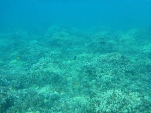 Maui’s seafloor, coral reef  erosion found to be severe