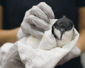 Groups plan to sue state for endangering seabirds
