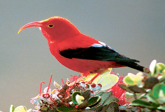 Hawaiian iiwi bird named to list of threatened species