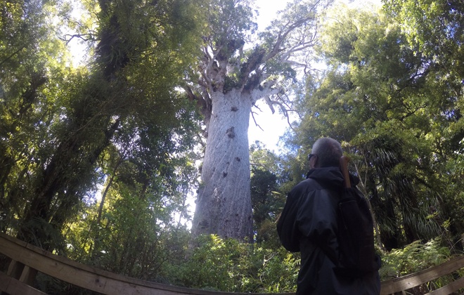 Veteran Hokule‘a crew member Billy Richards surveyed one of New Zealand’s largest kauri trees, Tane Mahuta, or “God of the Forest,” Wednesday at Waipoua Forest on North Island. 