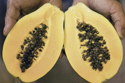 Hawaii S Biotech Papayas Hold A Lesson For America Honolulu Star Advertiser,Are Hedgehogs Prickly