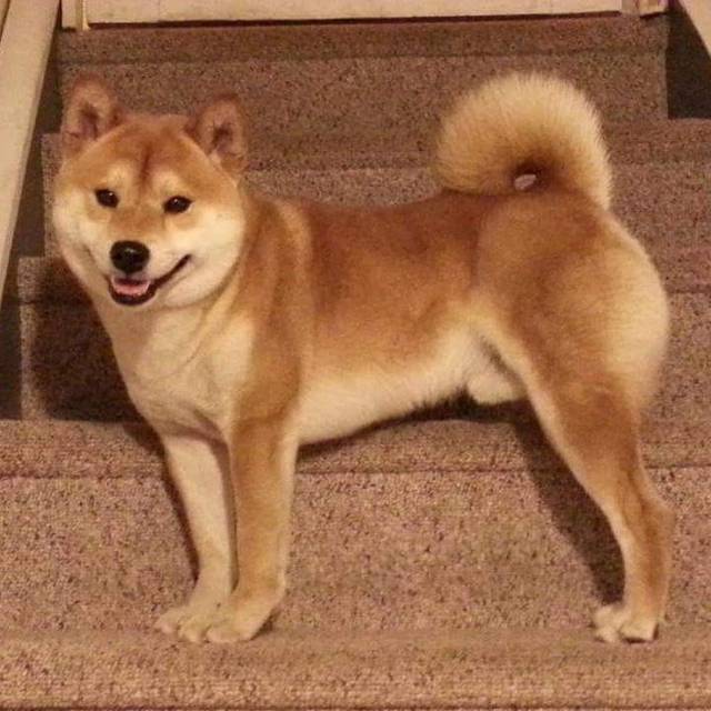 Tomi Takes A Bow At Westminster Shiba Inu Saved Family From