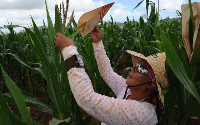 EPA sues Syngenta over Kauai incident while company accuses agency of overreach | Honolulu Star-Advertiser