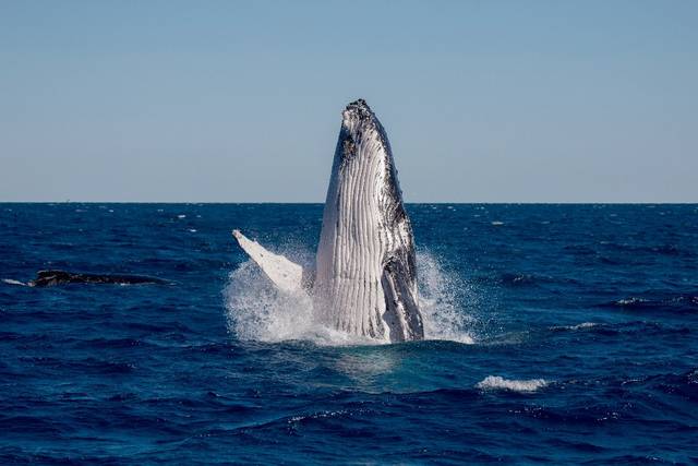 529 humpback whales spotted off Maui | Honolulu Star-Advertiser
