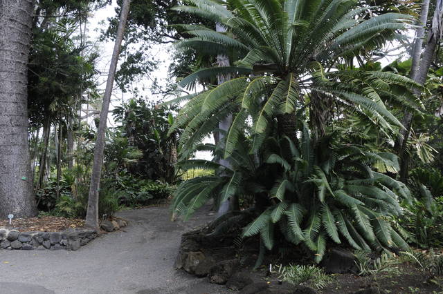 Asphalt Repair Closing Foster Botanical Garden Honolulu Star