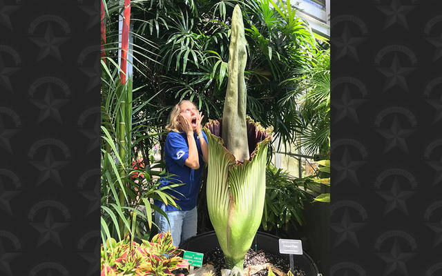 Head To Foster Botanical Garden To Catch Corpse Flower In Bloom