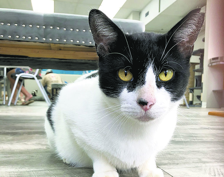  Hawai i Cat Cafe  opens in Honolulu Honolulu Star Advertiser