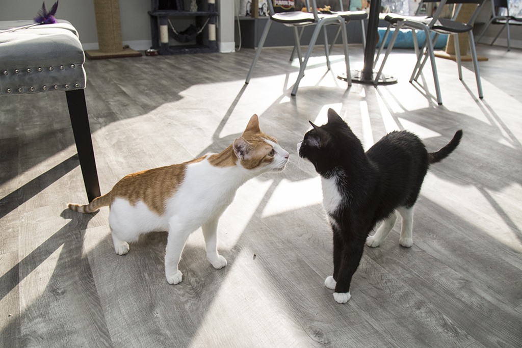 17 HQ Photos Hawaii Cat Cafe Instagram / There's an island in Hawaii where you can meet hundreds of ...