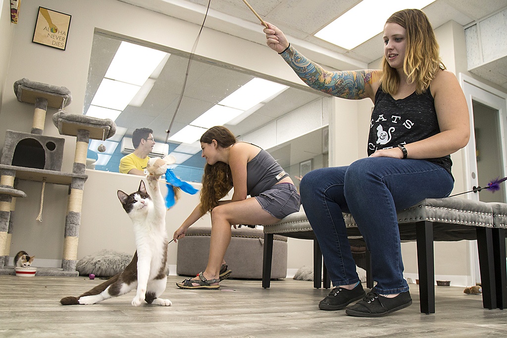  Hawai i Cat Cafe  opens in Honolulu Honolulu Star Advertiser