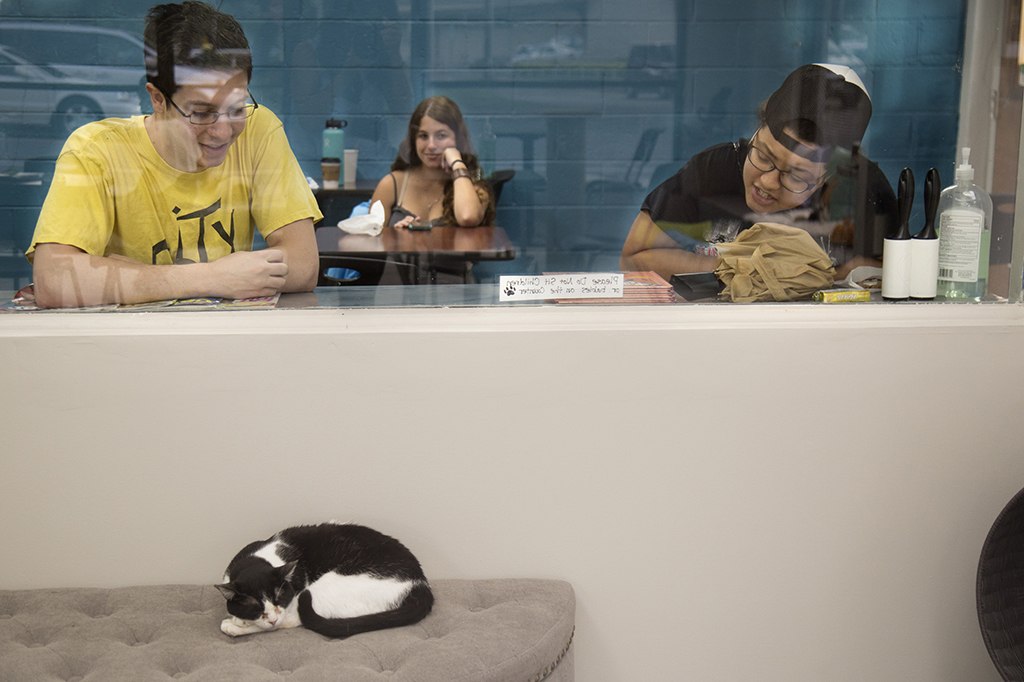  Hawai i Cat Cafe  opens in Honolulu Honolulu Star Advertiser