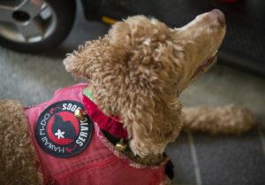 Umi is a bonafide service dog for Patrick Hamlow who lost both his legs due to complications with a staph infection. Umi is pictured wearing the Hawaii Fi-Do vest. A new law will fine owners posing their animals as service dogs $100 to $250. The bill goes into effect on Jan. 1, 2019.