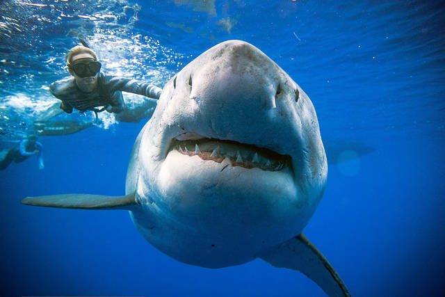 Giant great white shark thrills divers off Oahu | Honolulu Star-Advertiser