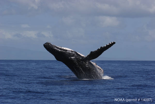 Volunteers conclude count of humpack whales in Hawaii waters
