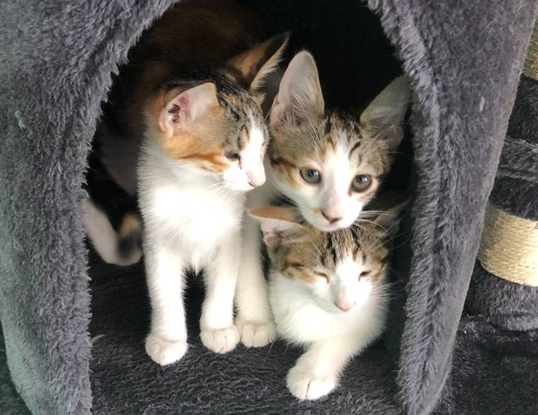 Kittens and cats  up for adoption at Hawaii Cat Cafe  in 