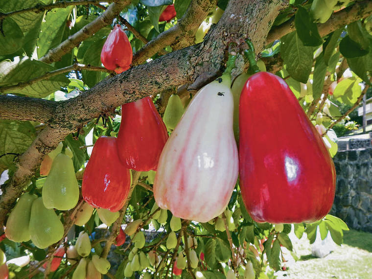 Hawaiian Mountain Apples - Fruits That Start With H