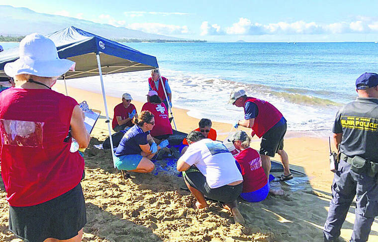 NOAA / PERMIT 18786
                                A National Oceanic and Atmospheric Administration team responded Tuesday morning to reports of two stranded pygmy killer whales. The whales were part of a pod of six that NOAA had been monitoring at Maalaea Bay since Sept. 13.