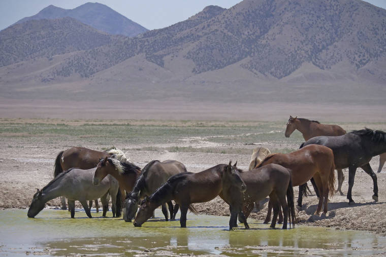ASSOCIATED PRESS
                                Wild horses drink from a watering hole outside Salt Lake City in 2018. A Senate panel has approved $35 million for a new wild horse initiative backed by animal welfare groups and the livestock industry but condemned by the largest mustang protection coalition that says it would put the free-roaming animals on a path to extinction.