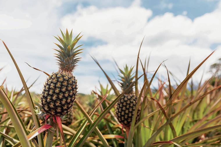 BRYAN BERKOWITZ / SPECIAL TO THE STAR-ADVERTISER
                                This Aug. 13, 2019 photo shows Maui Gold Pineapple’s field. Maui Gold now grows pineapples on about 480 acres.