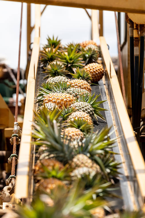 BRYAN BERKOWITZ / SPECIAL TO THE STAR-ADVERTISER
                                Freshly harvested pineapples move along a conveyer on Aug. 13, 2019 at Maui Gold Pineapple.