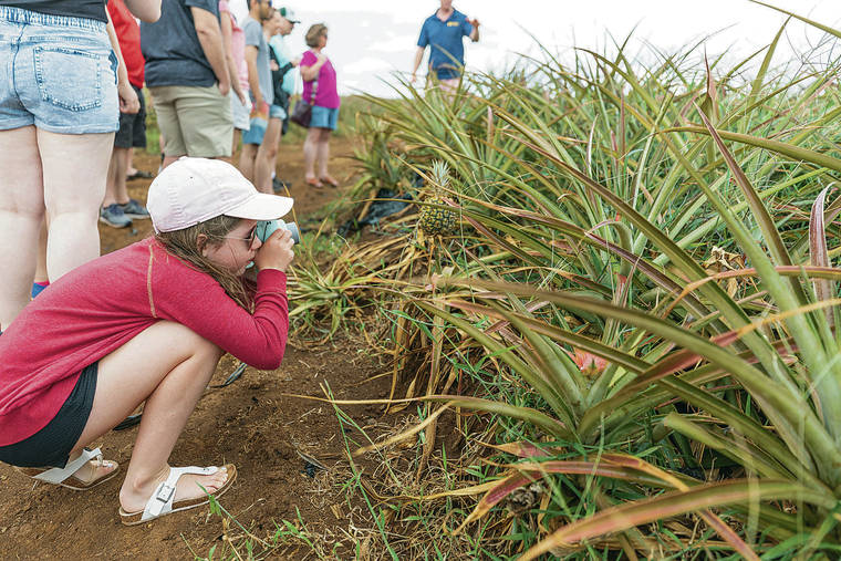 BRYAN BERKOWITZ / SPECIAL TO THE STAR-ADVERTISER
                                Tourist Sydney Merriman takes a photo of a baby pineapple on Aug. 13, 2019 at Maui Gold Pineapple.