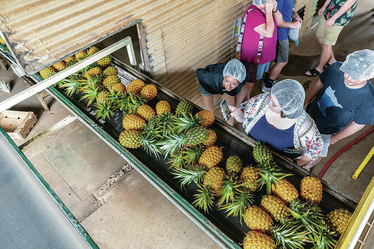 BRYAN BERKOWITZ / SPECIAL TO THE STAR-ADVERTISER
                                Maui Gold Pineapple Co. workers harvest pineapples on Aug. 13, 2019.<style type="text/css"></style>