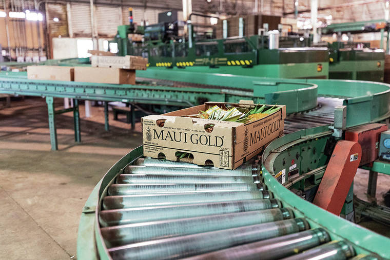 BRYAN BERKOWITZ / SPECIAL TO THE STAR-ADVERTISER
                                Harvested pineapples move along a conveyor on Aug. 13, 2019 in Maui Gold Pineapple’s facility.<style type="text/css"></style>