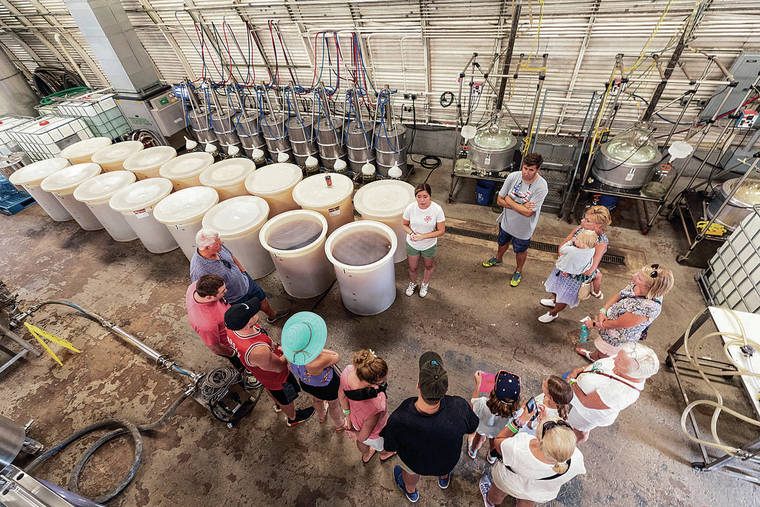 BRYAN BERKOWITZ / SPECIAL TO THE STAR-ADVERTISER
                                Tour guide Jaylin Kekiwi shows guests 100-gallon tubs of pineapple mash, one step on the way to getting made into vodka at Haliimaile Distilling Company on Aug. 13, 2019.