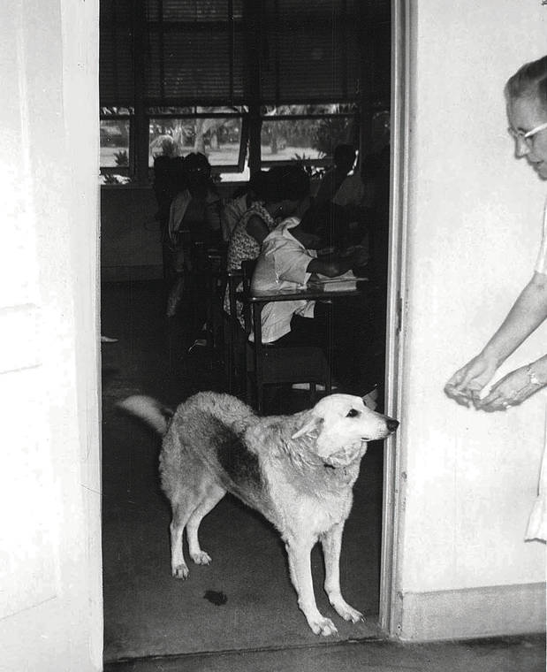 STAR-ADVERTISER
                                Queenie the dog was elected “queen” of the 1962 graduating class at Baldwin High School. For years the dog left home early each morning and made it to school to greet students as they arrived. She stayed until school let out.