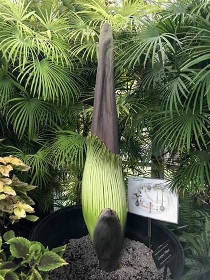 Smelly Corpse Flower Expected To Bloom Soon At Honolulu Botanical