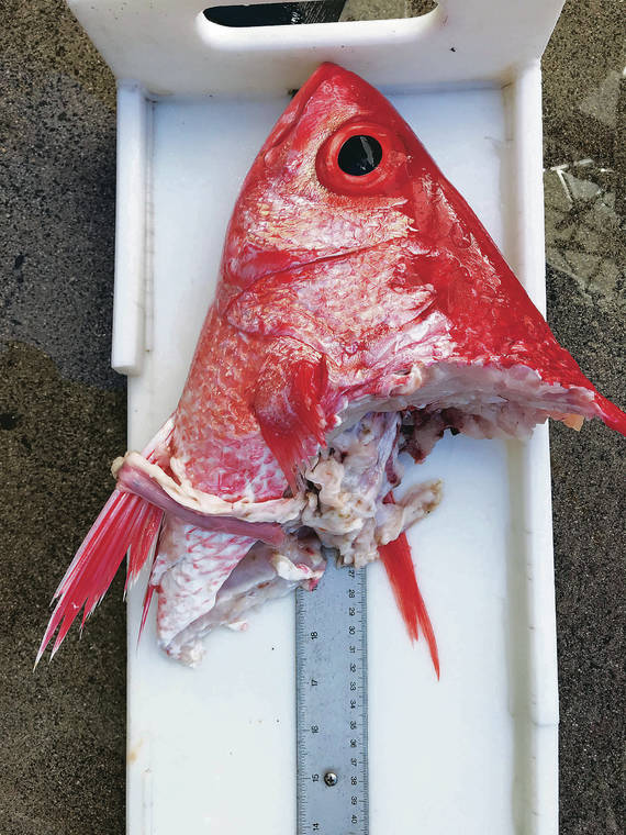 COURTESY ROY MORIOKA
                                The onaga head was eaten by a shark while hooked, according to fisher Roy Morioka. He said the fish would have been the size of a 20-pound onaga.