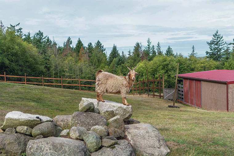 NEW YORK TIMES
                                A goat at the family-run Once in a Blue Moon Farm in Orcas Island, Wash.