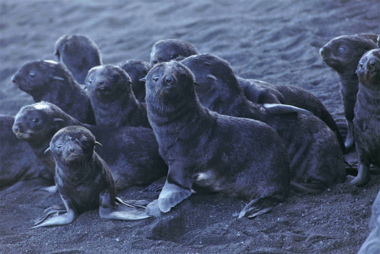 MAGGIE MOONEY-SEUS/NOAA FISHERIES VIA ASSOCIATED PRESS
                                Northern fur seal pups stood on a beach, in August 2019, on Bogoslof Island, Alaska. Alaska’s northern fur seals are thriving on an island that’s the tip of an active undersea volcano.