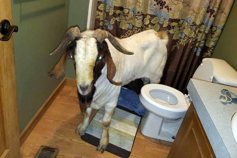 COURTESY JENN KEATHLEY
                                A goat stands in the bathroom of a home in Sullivan Township, Ohio, on Oct. 4. The goat, named “Big Boy,” had escaped from a farm several miles away and was found napping in the bathroom after it broke into the home by ramming through a sliding glass door.