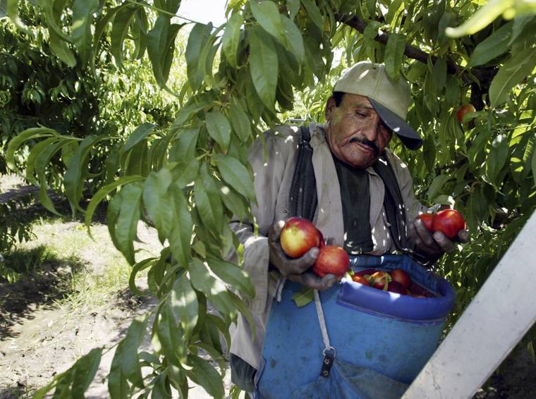 ASSOCIATED PRESS / 2004
                                Worker Roberto Rosiles picks fruit at a Sand Hills Farms orchard in Arvin, Calif. Rosiles was one of about 140 workers who were told by supervisors to flee the orchard after pesticide fumes from an adjacent field sickened 19 workers. The nation’s most productive agricultural state moved to ban chlorpyrifos a controversial pesticide widely used to control a range of insects but blamed for harming brain development in babies.