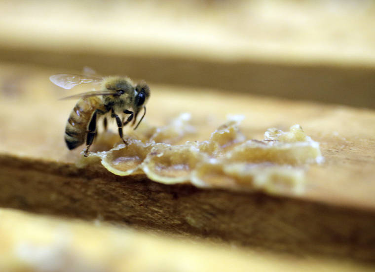 ASSOCIATED PRESS / 2014
                                A bee works on a honeycomb the Gene Brandi Apiary in Los Banos, Calif. A widely used agricultural pesticide that California environmental officials have said has been linked to brain damage in children will be banned after next year under an agreement reached with the manufacturer, state officials announced. The pesticide is used on numerous crops in the nation’s largest agriculture-producing state, including alfalfa, almonds, citrus, cotton, grapes and walnuts.