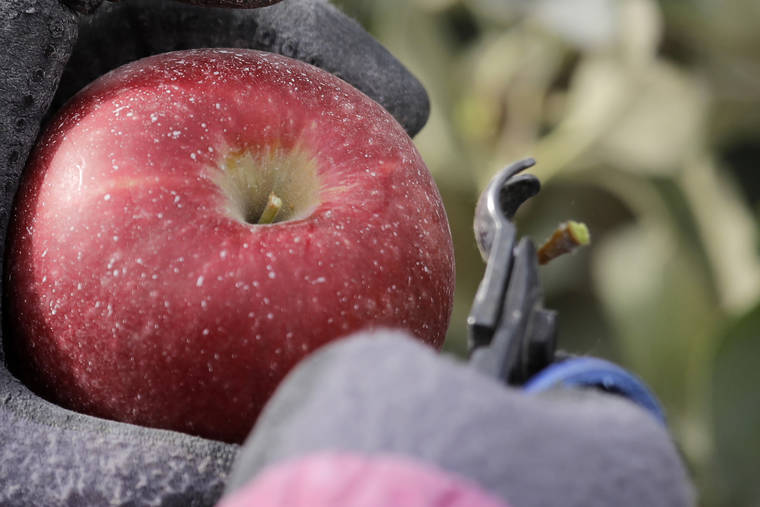 ASSOCIATED PRESS / OCT. 15
                                A worker snips off the hard stem on a Cosmic Crisp apple, a new variety and the first-ever bred in Washington state, just after pulling it off a tree at an orchard in Wapato, Wash. Workers cut the stem below the top of every Cosmic Crisp apple to prevent damage to the fruit during transportation and storage. The Cosmic Crisp, available beginning Dec. 1, is expected to be a game-changer in the apple industry. Already, growers have planted 12 million Cosmic Crisp apple trees, a sign of confidence in the new variety.