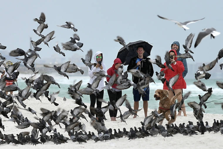 DEVON RAVINE/NORTHWEST FLORIDA DAILY NEWS VIA AP
                                A group of people watch as a pigeons spooked by a dog take flight on the beach at Okaloosa Island near Fort Walton Beach, Fla., on Friday. With Tropical Storm Nestor brewing in the Gulf of Mexico, curious onlookers in this Florida panhandle community came out to see the effects of the storm as it approached.