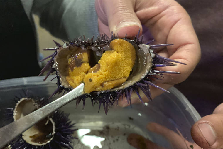 ASSOCIATED PRESS
                                Roe, or uni, is seen inside a purple urchin, May 20, that was harvested off the Mendocino County Coast and fed for several weeks at the Bodega Marine Lab in Bodega Bay, Calif.