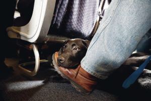 ASSOCIATED PRESS / 2017
                                Support pet Orlando rests on the foot of its trainer on a United Airlines plane at Newark Liberty International Airport.