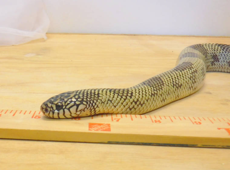 COURTESY HDOA
                                At about noon on Tuesday, a nonvenomous black-and-white snake measuring 3.5 feet in length, was handed over to the Honolulu Zoo, which immediately contacted the Hawaii Department of Agriculture.
