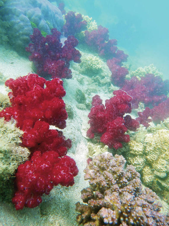 COURTESY SUSAN SCOTT
                                Bright red pom-pom corals, or Dendronephthya, inhabit Fantome Pass.