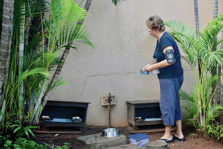 COURTESY LOUISE ROCKETT
                                Diane Pure checks the cat feeding stations at the Kaanapali Royal.