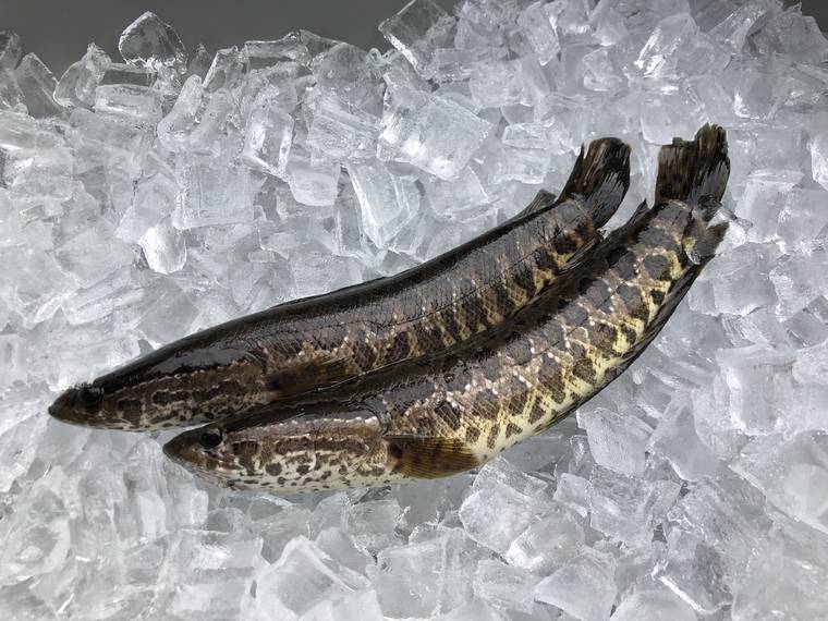 GEORGIA DEPARTMENT OF NATURAL RESOURCES VIA THE NEW YORK TIMES
                                In a photo from the Georgia Department of Natural Resources, two juvenile northern snakehead fish that were caught in a pond in Gwinnett County, Ga. The invasive fish was found for the first time in Georgia last week, and the department has clear instructions for any resident who comes across another one: “Kill it immediately.”
