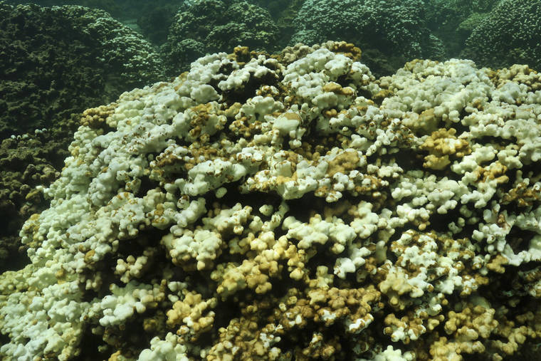 NEW YORK TIMES
                                In this undated photo from the University of Hawaii, a coral reef with bleached white areas and brown areas that have recently died and are beginning to be covered by an algal fuzz.