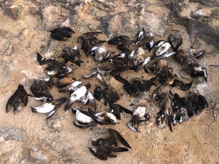COURTESY DLNR
                                Off-leash dogs and feral cats are responsible for the death of between 140 and 150 wedge-tailed shearwaters on Kauai during this year’s nesting season, DLNR officials said in a news release today.