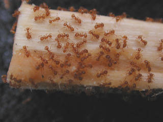 COURTESY HDOA
                                Little red fire ants are seen on a chopstick.