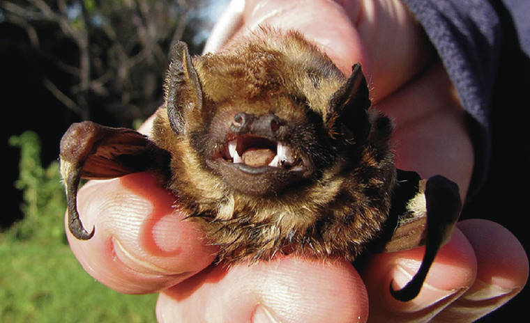 COURTESY DLNR
                                The Hawaiian hoary bat, opeapea, is the only land mammal native to Hawaii and is listed as an endangered species by the federal and state governments.