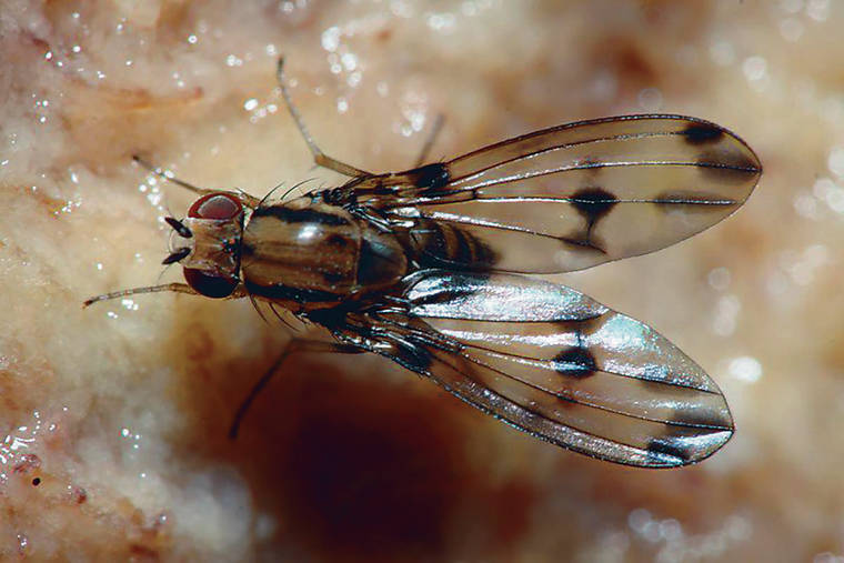 COURTESY KARL MAGNACCA
                                The picture-wing fly is one of the 14 endangered Big Isle species facing extinction due to the government’s failure to protect its critical habitat, according to the Center for Biological Diversity.