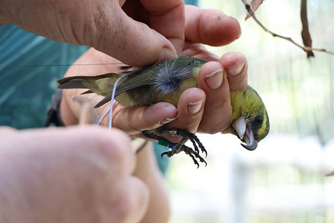 COURTESY DLNR
                                A critically endangered kiwikiu (Maui parrotbill) is cared for by researchers.